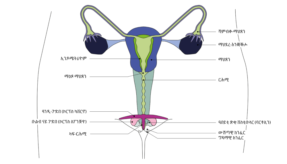 SGCH Anatomische Darstellung Vulva TIG