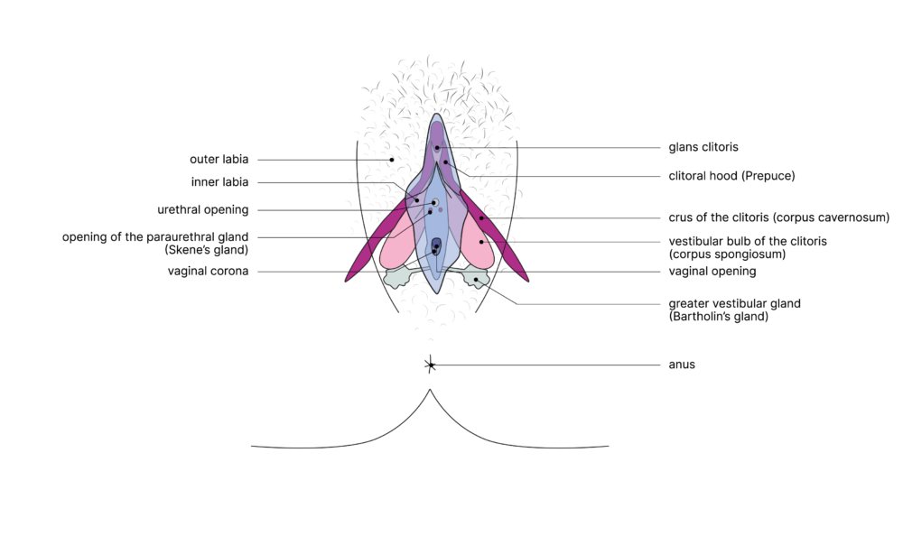 SGCH Anatomische Darstellung clitoris EN