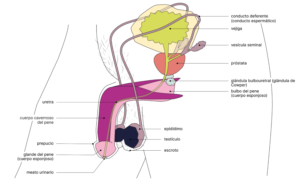 SGCH Anatomische Darstellung penis ES 2
