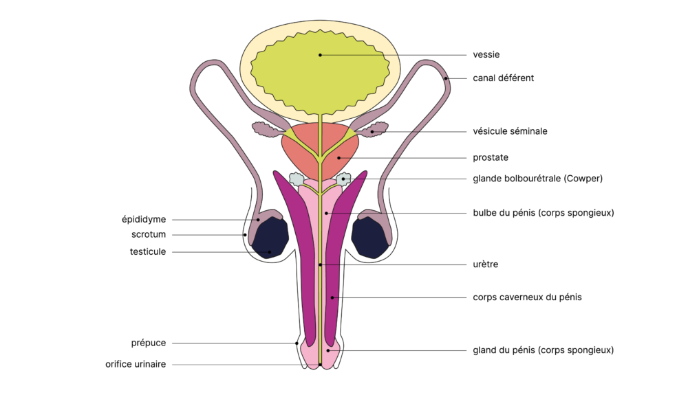 SGCH Anatomische Darstellung penis FR 1