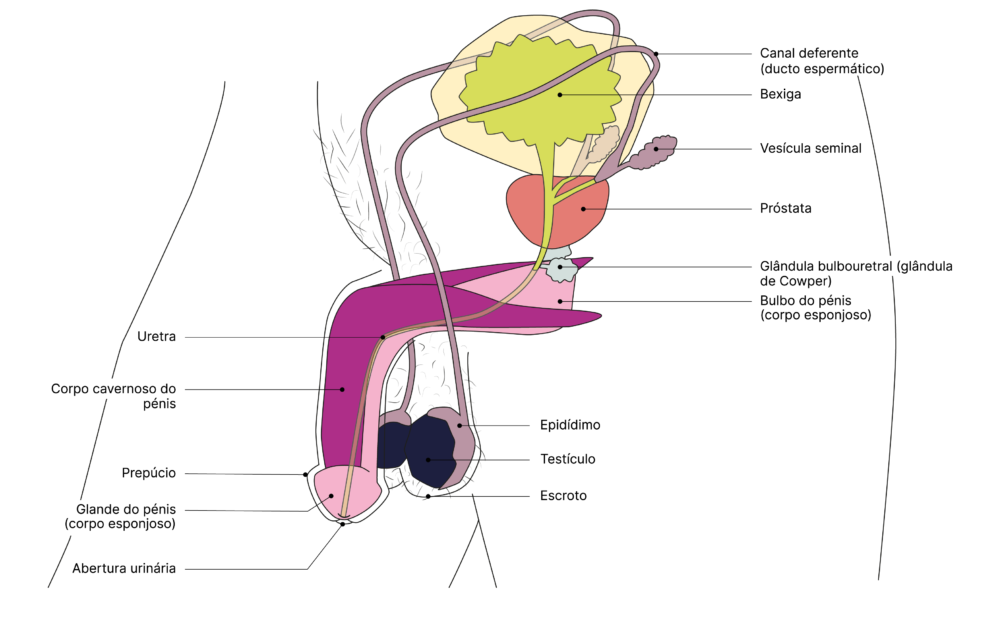 SGCH Anatomische Darstellung penis PT 2