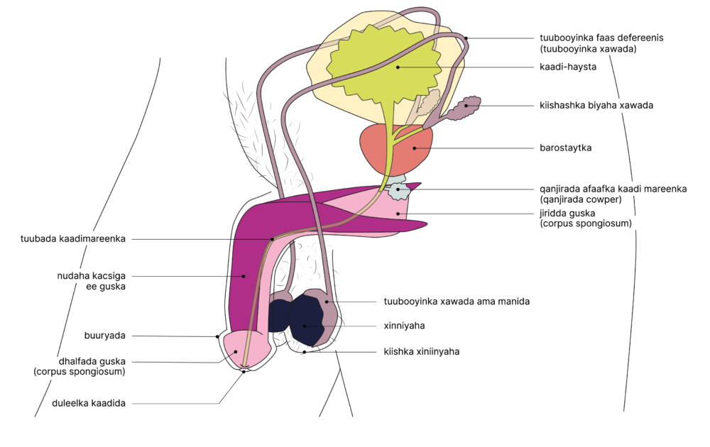 SGCH Anatomische Darstellung penis SO 2