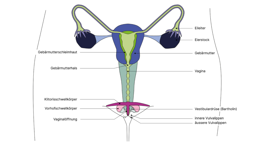 SGCH Anatomische Darstellung vulva DE