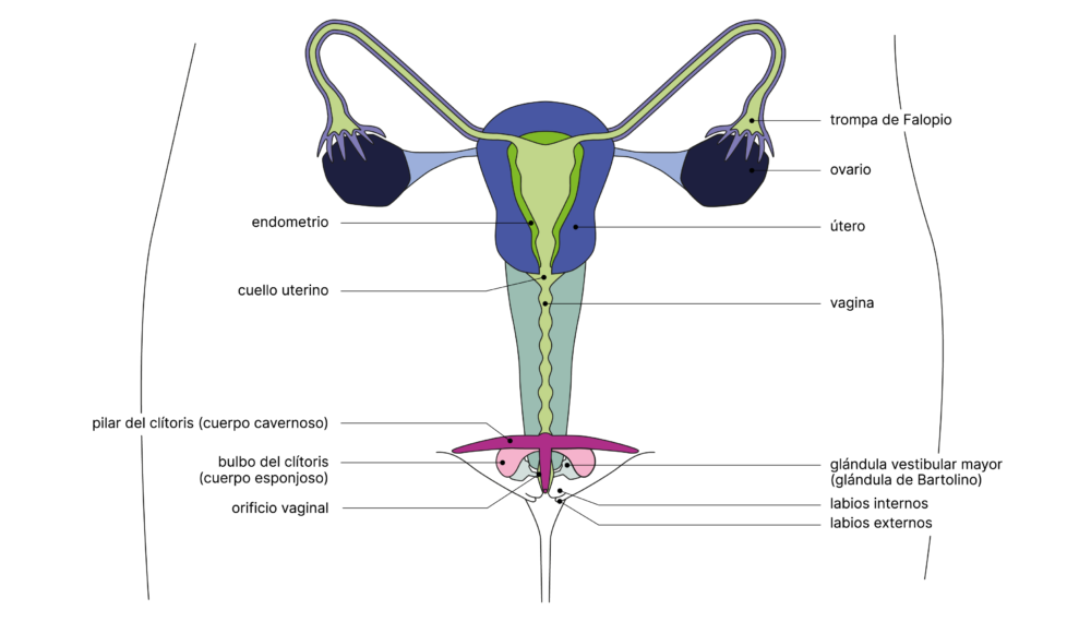 SGCH Anatomische Darstellung vulva ES