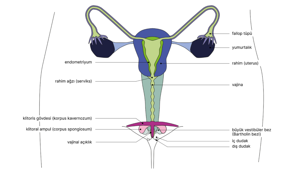 SGCH Anatomische Darstellung vulva TR