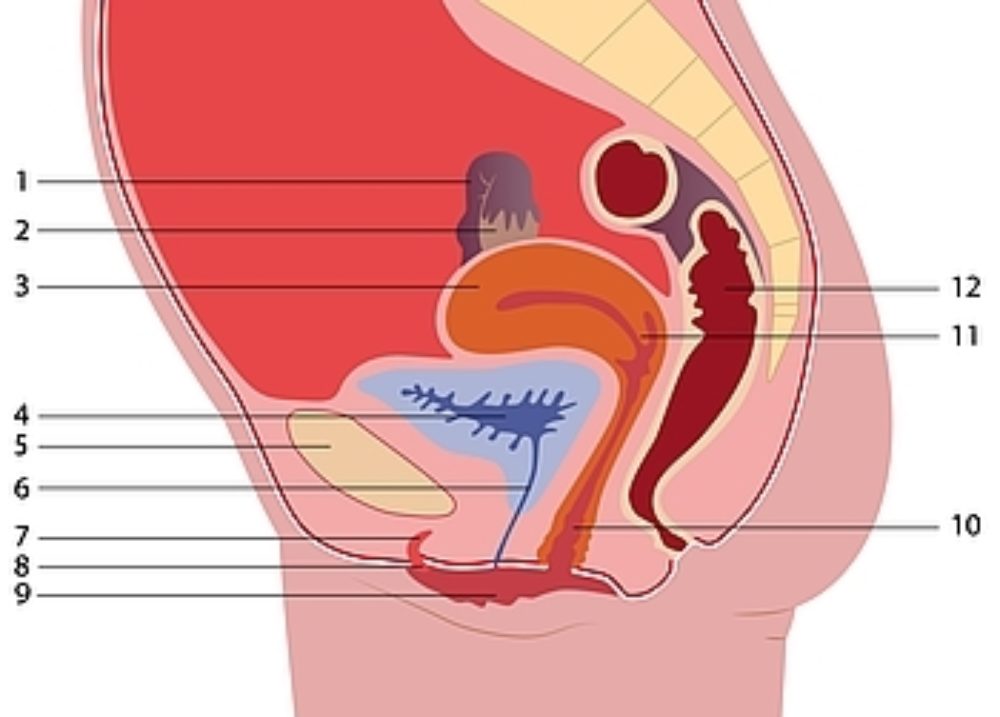 Csm anatomie F 3569203393